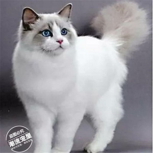 宠物活体纯种双色奶油色海豹色蓝双布偶蓝眼山猫布偶猫幼猫出售t