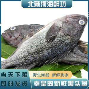 秦皇岛黑头鱼1条鲜活海鱼新鲜鲜活海鲜野生海鱼生鱼片火锅鱼500g