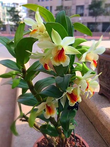 带花苞黑毛石斛 云南翅萼鄂铁皮赤水 橘子桔子香水石斛苗兰盆栽