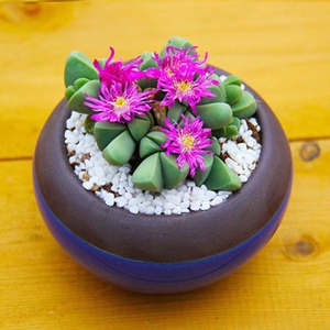 多肉植物秋琴玉 蟹钳 神风玉番杏科多头群生老桩趣味办公桌面花卉