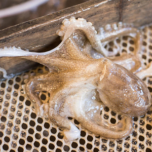 八爪鱼大爆头活的