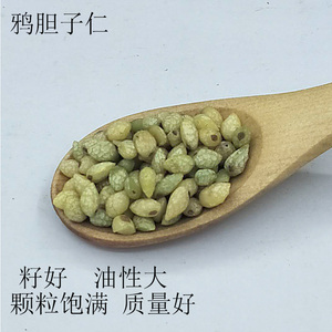 鸦胆子仁