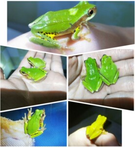 华西三港雨蛙姥爷树蛙红眼箭毒蛙两栖爬宠异宠萌宠爬宠爬虫雨林缸