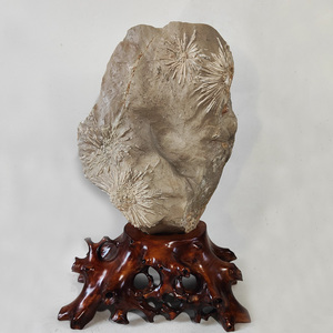 产地浏阳天然彩色菊花石原石自生花奇石观赏桌面收藏摆件馈赠礼品