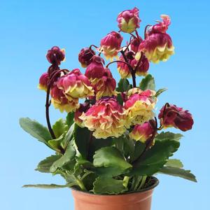 七彩宫灯长寿花苗