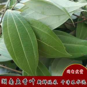 湖南新鲜食用鱼香叶小月桂叶非大肉桂叶火锅卤菜湘菜调味香料叶子