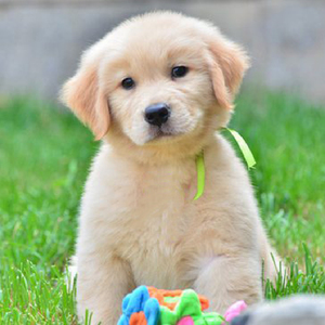 金毛幼犬大型长毛