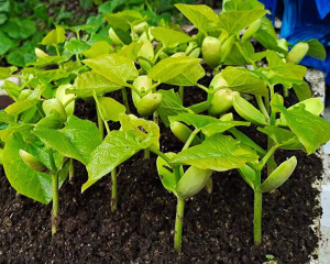 大红刀豆苗子 高产大扁豆苗 巴西豆自制剁辣椒拌脆刀豆刀把苗子