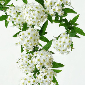 小手球鲜花单瓣鲜切花家庭办公室家用水养插花米花卉云南昆明直批