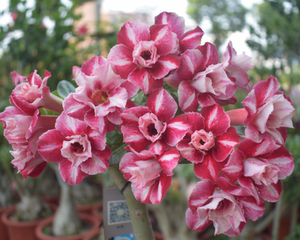 腾泓沙漠玫瑰 火焰山 台湾阳明园重瓣沙漠玫瑰系列2018新品爆花款