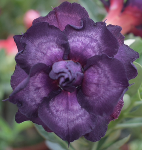 滕泓沙漠玫瑰 紫琉璃 台湾阳明园重瓣沙漠玫瑰2018夏季新品系列