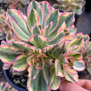 多肉植物青花瓷红富士法师锦成品