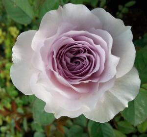 贵族礼光 欧月月季花苗蓝紫四季微月切花阳台庭院盆栽