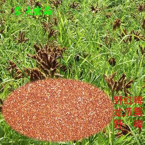 贵州赤水高山杂粮食用种植红稗米鸭脚粟稗子鸡爪粟鸭爪稗粗粮包邮