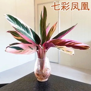 【推荐】七彩凤凰盆栽水培养植物室内绿植花卉富贵竹好养懒人花