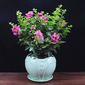 紫薇花盆栽百日红四季开花树苗阳台盆景庭院好养植物室内花卉绿植