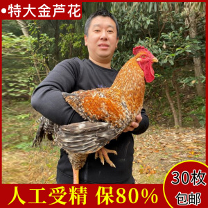 大型鸡种蛋金芦花鸡种蛋受精蛋可孵化纯种鸡苗土鸡种蛋30枚包邮