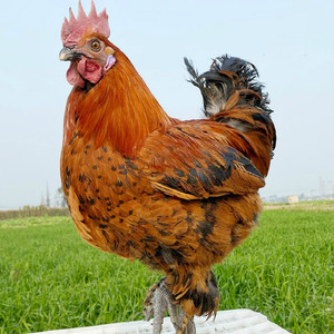 云南无量山乌骨鸡