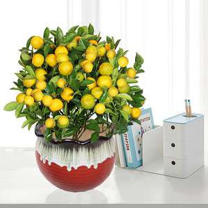 年橘年桔桔子盆栽室内桌面阳台窗台杀菌带香味果树春节礼品带香味