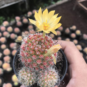 运起多肉淘宝【运起多肉】多肉植物红娜丸自根