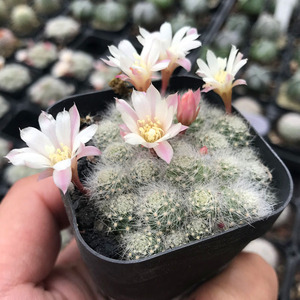 不扎手仙易养沟宝银蝶丸仙人球子孙球属防辐射盆栽开花仙人球