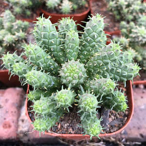 大戟科自根群生 九头龙多头多肉植物开花黄防辐射绿植盆栽稀少