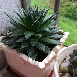 800人付款淘宝四季花语 笹之雪锦 世之雪锦 笹之雪类金山龙舌兰科目