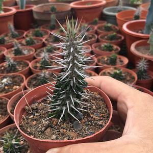 仙人掌地狱魔针仙人球带刺坚强龙树科属花卉室内组合绿植盆栽花卉