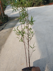日本紫寒竹红寒竹红色竹子苗庭院阳台室内绿植竹盆栽景竹基地直销