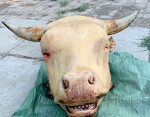 00牛羊百货店淘宝新鲜黄牛牛脖子下刀肉1斤 黄牛生牛肉 去骨牛头肉