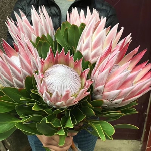 帝王花苗(protea cynaroides帝王花盆栽南非国花king海神花花卉