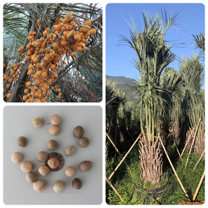 000人付款淘宝仿真椰子树 大王椰 棕榈布迪椰子狐尾椰室外大树静候