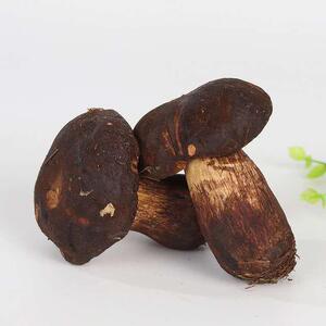 2022年新鲜羊肝菌 有机黑牛肝菌 云南特产 当季时令 食用菌蘑菇