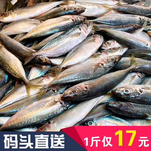 冰鲜棍子鱼新鲜滚子鱼北海池鱼北部湾特产水产火锅烹饪美味食材