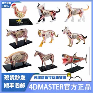 4D MASTER拼装玩具动物生物猪鲨鱼猫狗器官骨骼解剖教学医学模型