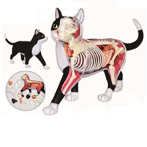 4D MASTER黑白猫动物解剖内脏骨骼器官医学教学模型4dmaster拼装