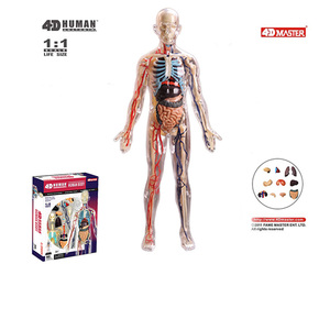 4D MASTER拼装玩具1:6全身透明人内脏器官解剖医学人体结构模型