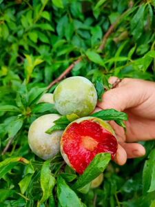 湖北石首桃花山太平果三华李红肉李新鲜当季水果蜜甜多汁5斤包邮