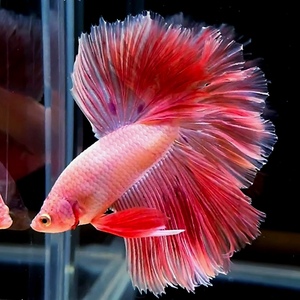 精品展示级泰国斗鱼半月大耳狮王马尾淡水活体宠物观赏鱼直播选鱼