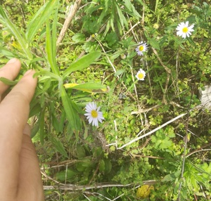 大山野生鱼鳅串 马兰草 泥鳅串 路边菊 田边菊 马兰头种苗 包邮