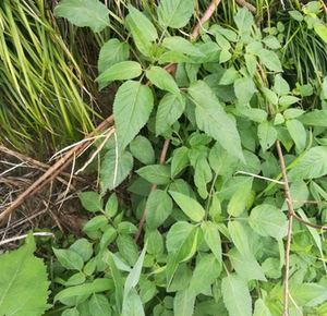 鬼针草野生四方枝草