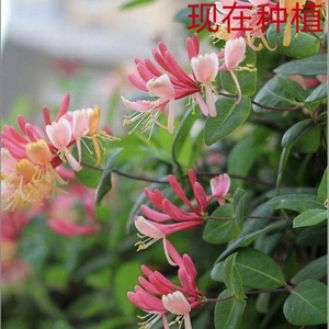 红金银花 红花红叶红杆金银花藤 树型金银花中药草药观赏苗