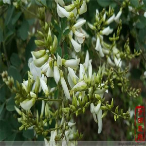 白花美丽胡枝子 蔓里梢花可食用白马料稍花卉文成茉莉小花草药苗