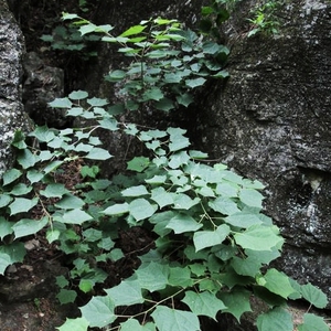八角枫 华瓜木白龙须木八角橙木树白龙条中草药庭院种植中药材苗