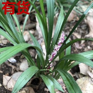 吉祥草 松寿兰 小叶万年青 竹根七 蛇尾七 绿植药材盆栽中草药苗