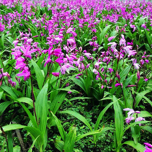 白芨苗紫兰苞舌兰连及草中草药草本花卉室内种植药苗
