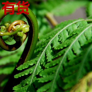 乌毛蕨苗龙船蕨赤蕨头贯众管仲浙江药材盆栽盆景观赏中草药种植苗