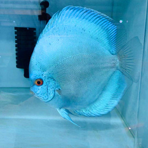 七彩神仙鱼细鳞天子蓝鱼苗神仙鱼燕鱼观赏鱼热带鱼促销包邮包活