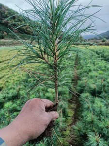 刘刘111111111111淘宝红松树苗 果松树苗 松子树苗五针松小苗红松苗