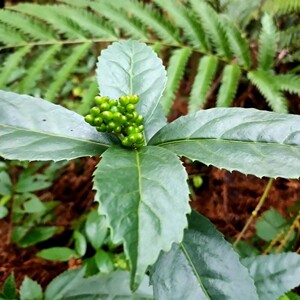 干节骨茶贵州黔东南土特产肿节风深山野生煮水饮用接骨茶草珊珊半